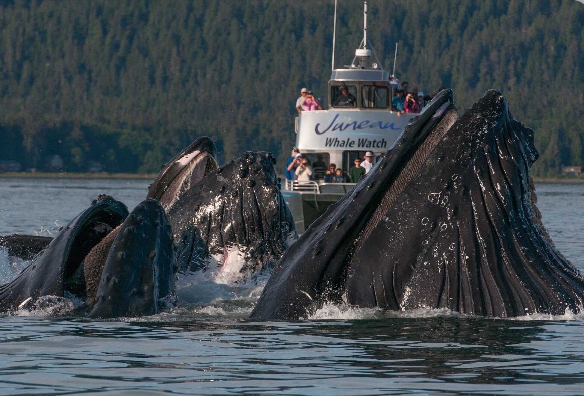 Whale Watching Juneau