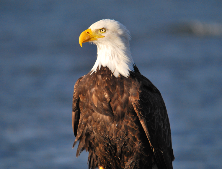 Eagle Beach Juneau